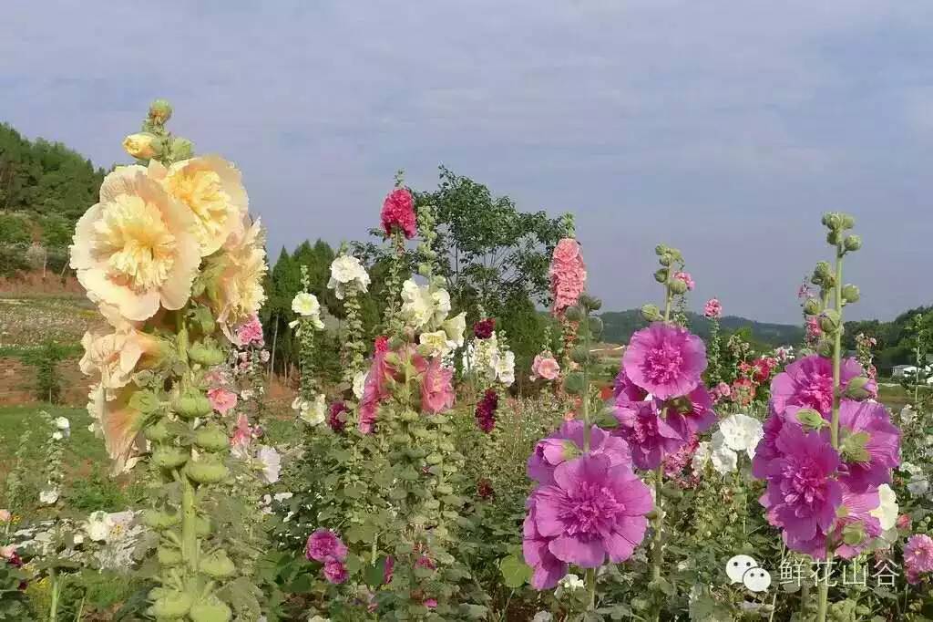 五月相约看蓝色花海,五月相约昆明蓝花楹花海