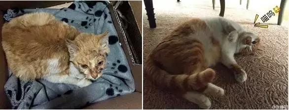 古牧真的很难养吗,古牧被遗弃了