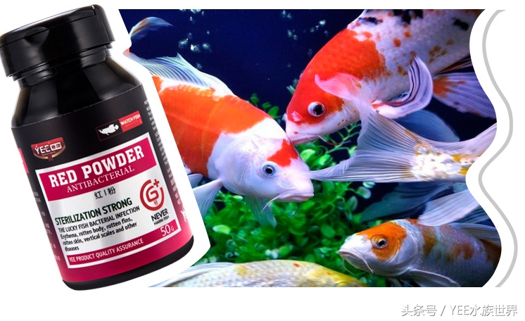 硝化细菌N种死法：饿死、憋死、药死、干死、照射死等等