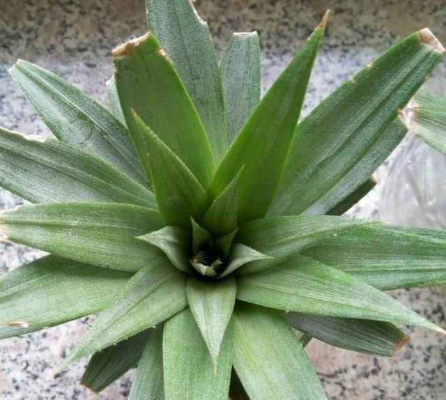 吃完的菠萝怎么才能让它再次生长,吃过的菠萝头可以种出菠萝吗