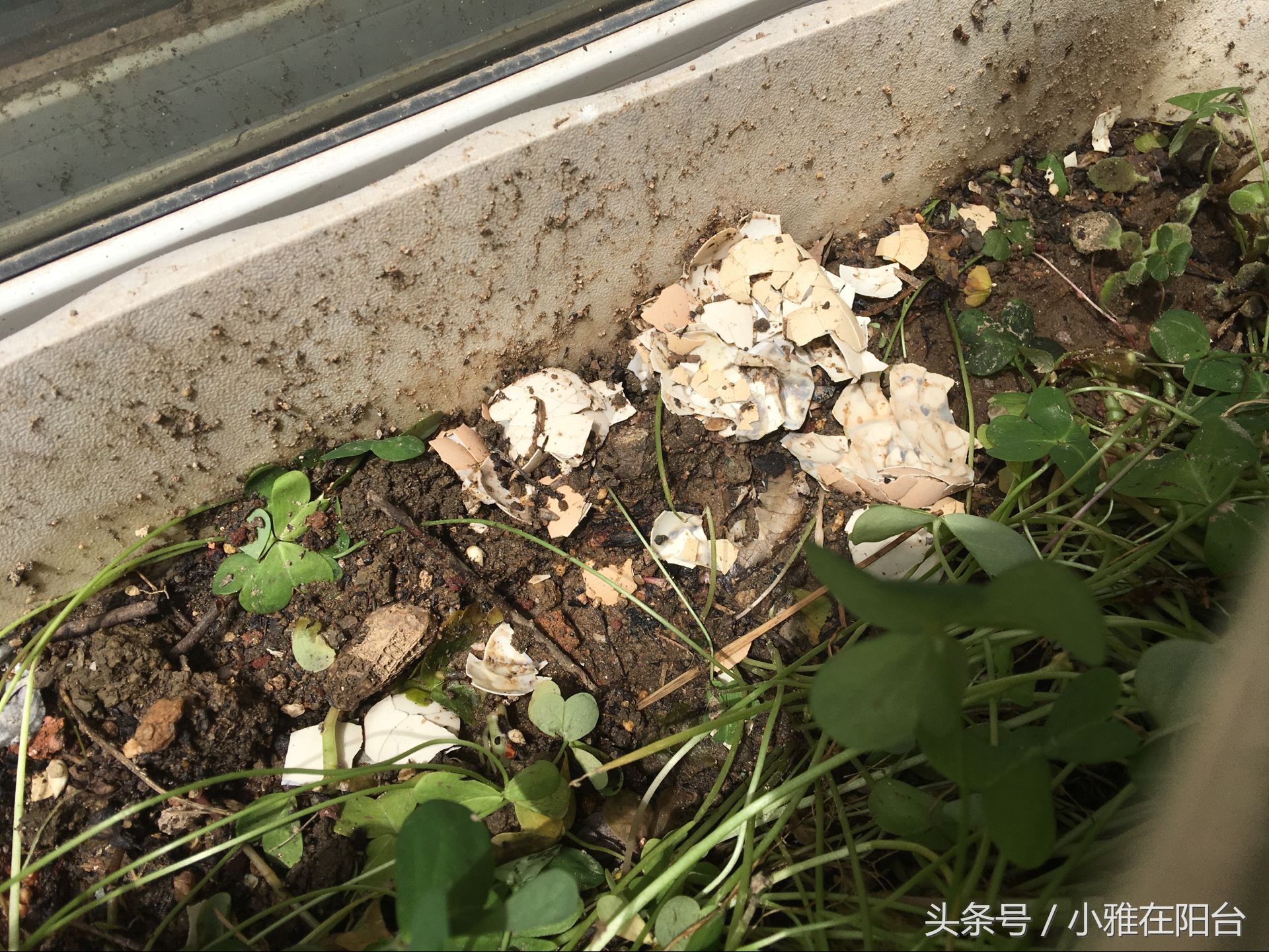 用有机肥料种菜制作方法,用什么做肥料种菜好