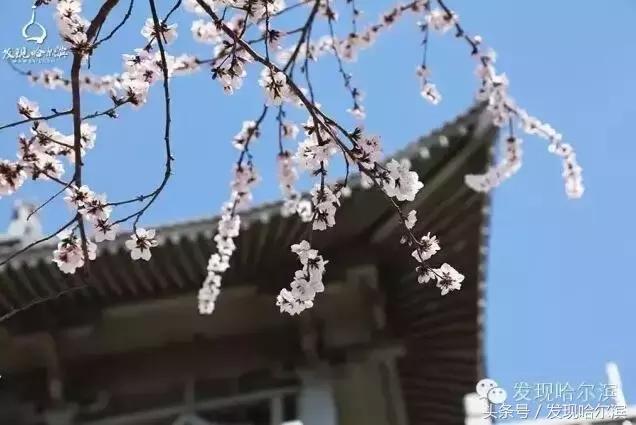 春天哈尔滨好玩的地方,哈尔滨春天景色