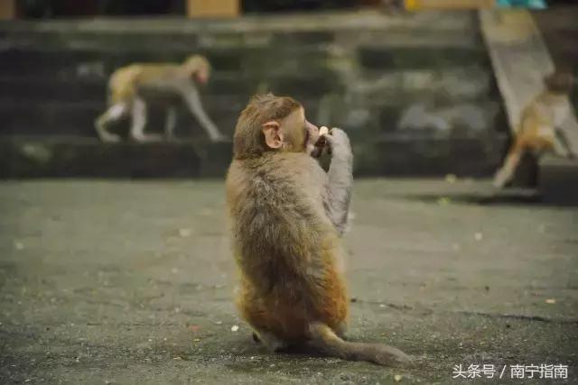 龙虎山最近发生了什么事件,广西南宁龙虎山事件真相视频