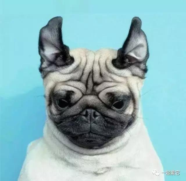 土狗幼犬拉黄色的粑粑什么问题,狗狗拉的便便什么颜色是正常的