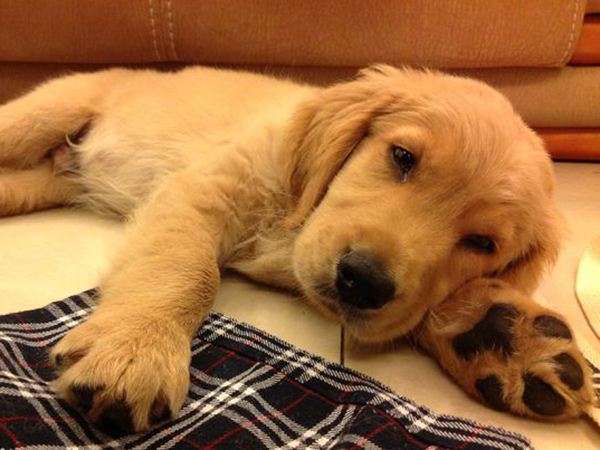 怀孕的母猫有狂犬病吗,怀孕狂犬病发作