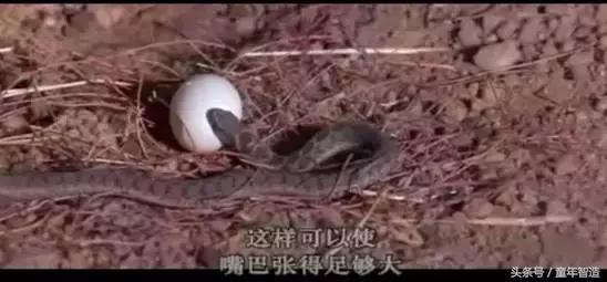 假期一定要带孩子看的5部纪录片,孩子必看的10部自然纪录片