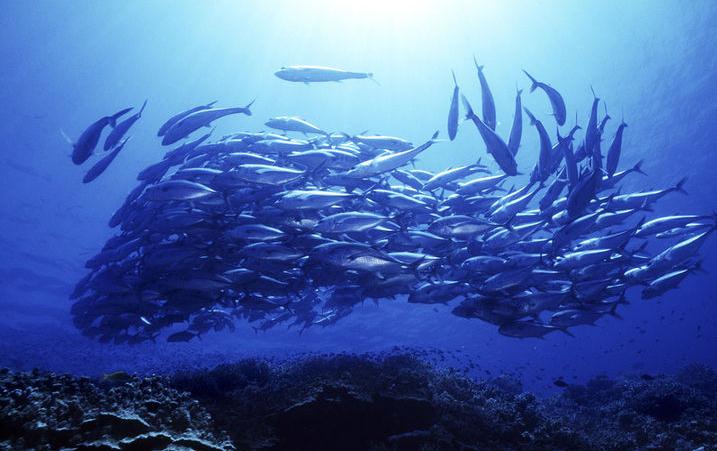 蔚为壮观用了什么结构,蔚为壮观代表什么