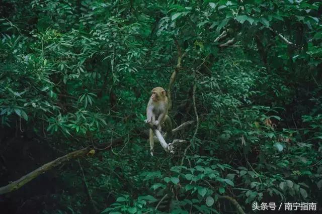 龙虎山最近发生了什么事件,广西南宁龙虎山事件真相视频