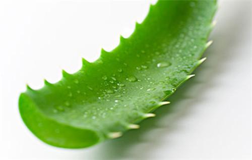 好友“芦荟”已上线！美颜祛痘可食用，分分钟让你变回小公举！