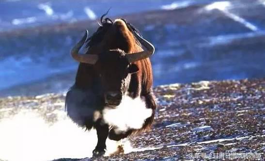 甘肃这个小边防县，人少景美就算了，居然还有雪豹棕熊和赤狐！