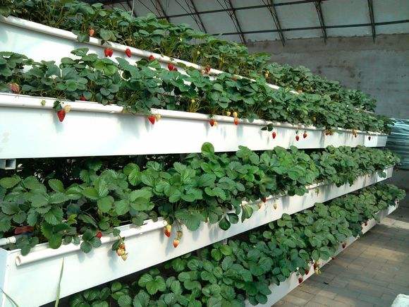 无土栽培技术视频,无土栽培技术加盟