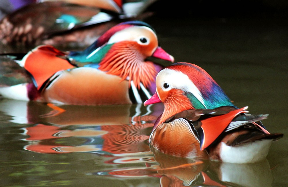 夫妻感情不和谐的三大因素是什么,朋友夫妻感情不和怎么劝