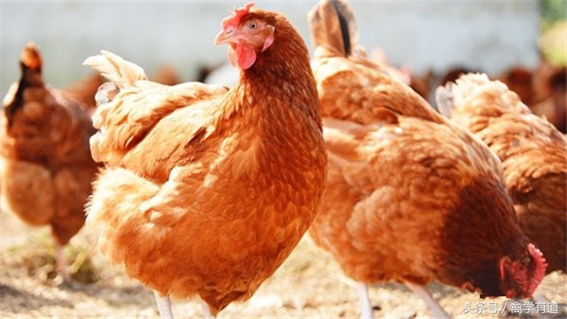 养鸡用小苏打用量多少不拉稀,养鸡小常识及方法