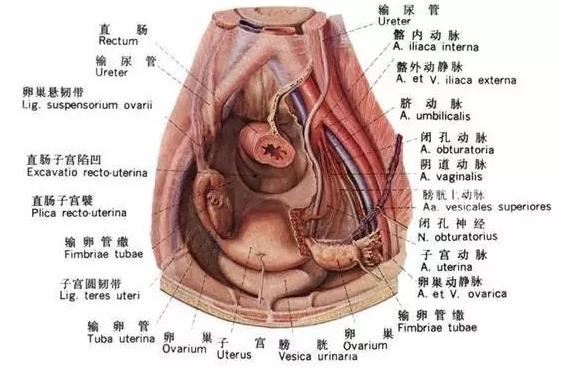 就医搜|盆腔积液:女性都可能有的问题,需要治疗吗?