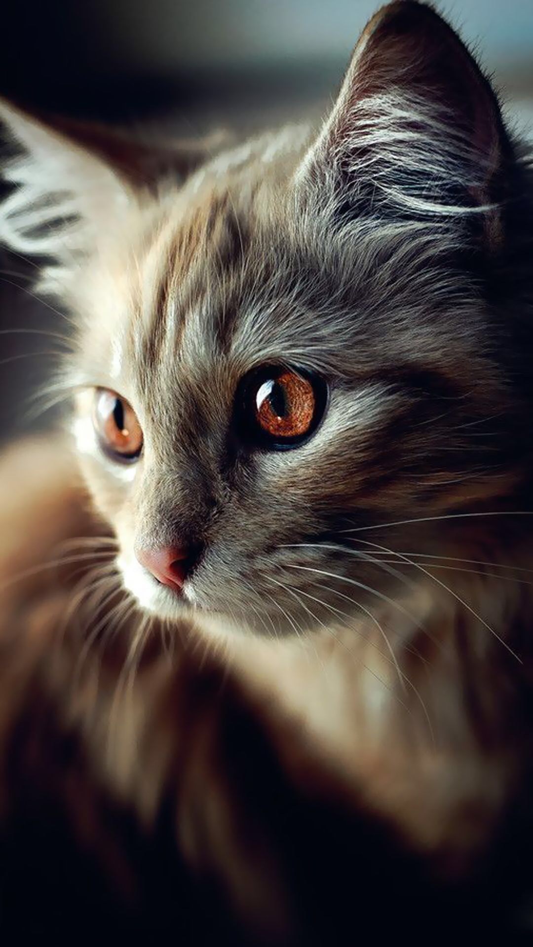 牛羊可吃，猫狗不行？