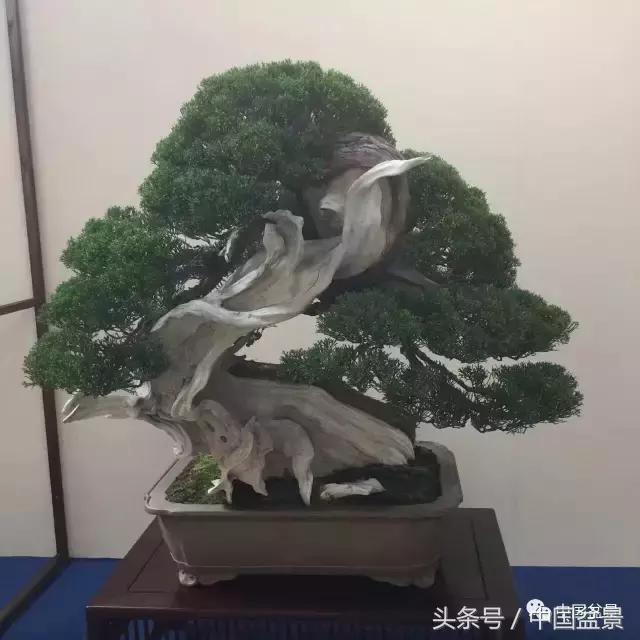 现在什么盆景最有前景,盆景创业未来前景如何