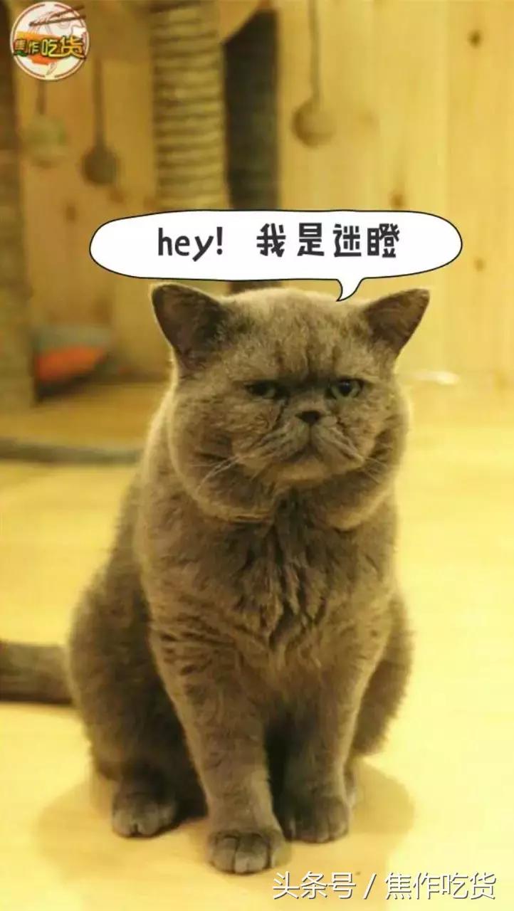 猫咖郑州焦作,焦作猫咖推荐