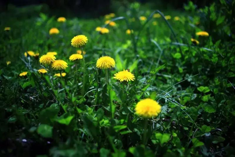 聊一聊这两味春季最常见的药草