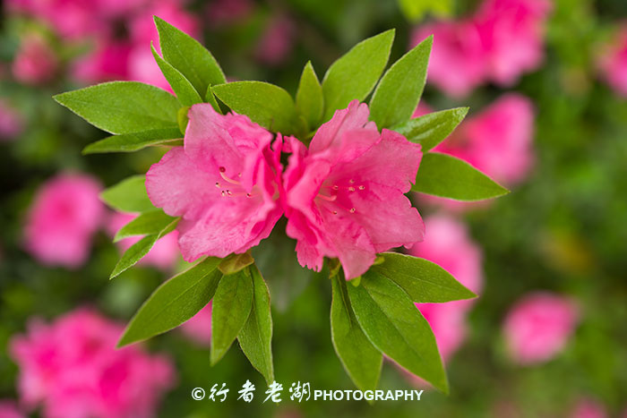 leica相机好在哪里,leica数码相机怎么样