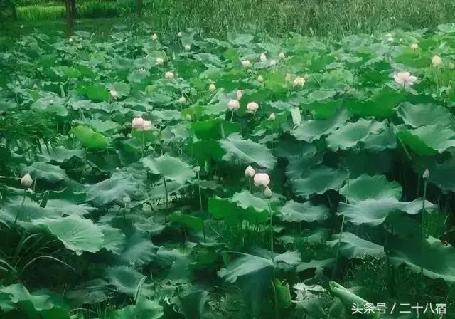 乡根东林渡,乡根东林渡露营