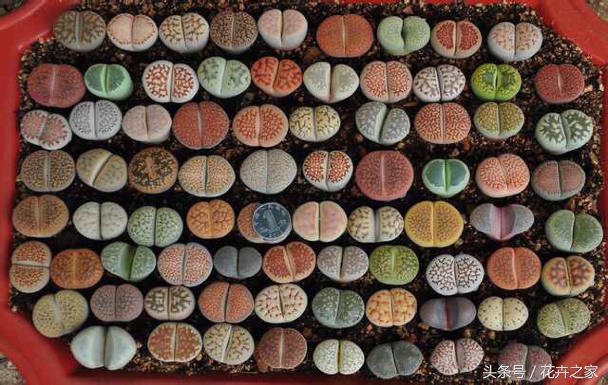 石头也能绽放的如此美丽,石头也能变得如此精致美妙