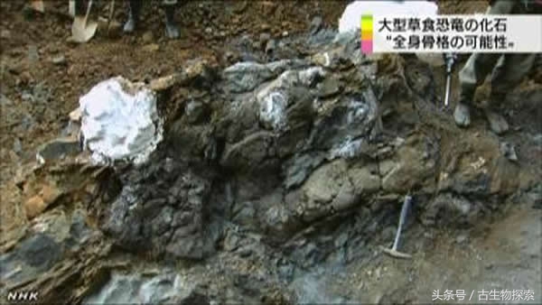 日本发现的恐龙化石,日本恐龙化石