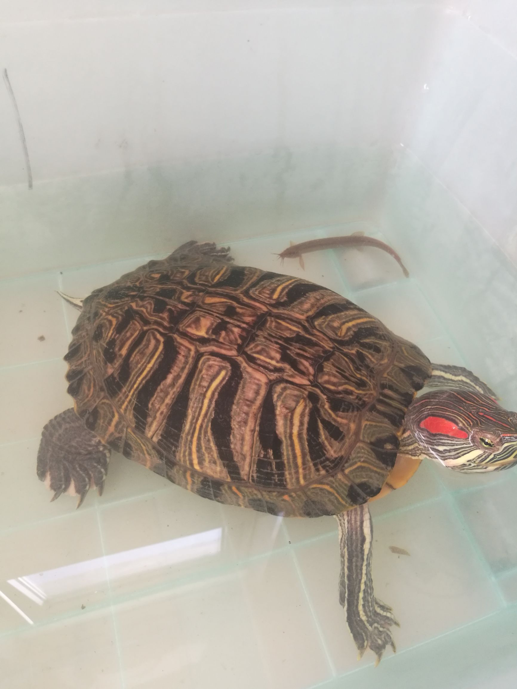 喂养巴西龟的危害,巴西龟不喂养肥肉