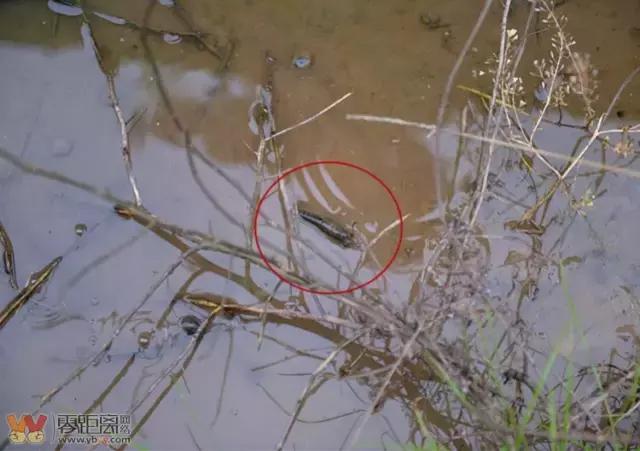 宜宾屏山蓝莓基地采摘园在哪,宜宾蓝莓采摘基地多久可以摘