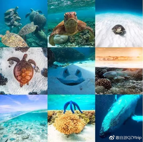 大堡礁技巧,大堡礁刚开始怎么玩