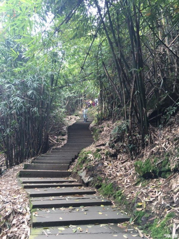 天下第一筇竹,天下第一竹林