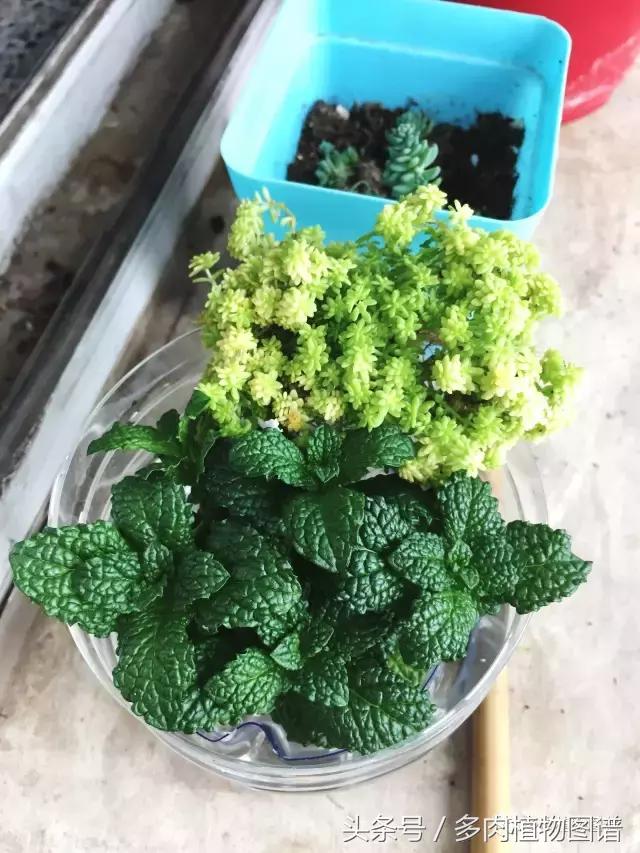 宿舍多肉品种推荐,宿舍多肉