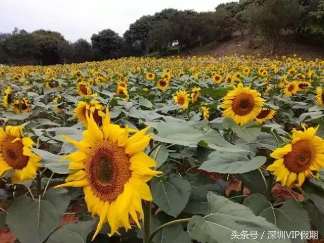 从化毅华温泉特色,从化毅华温泉旅游攻略