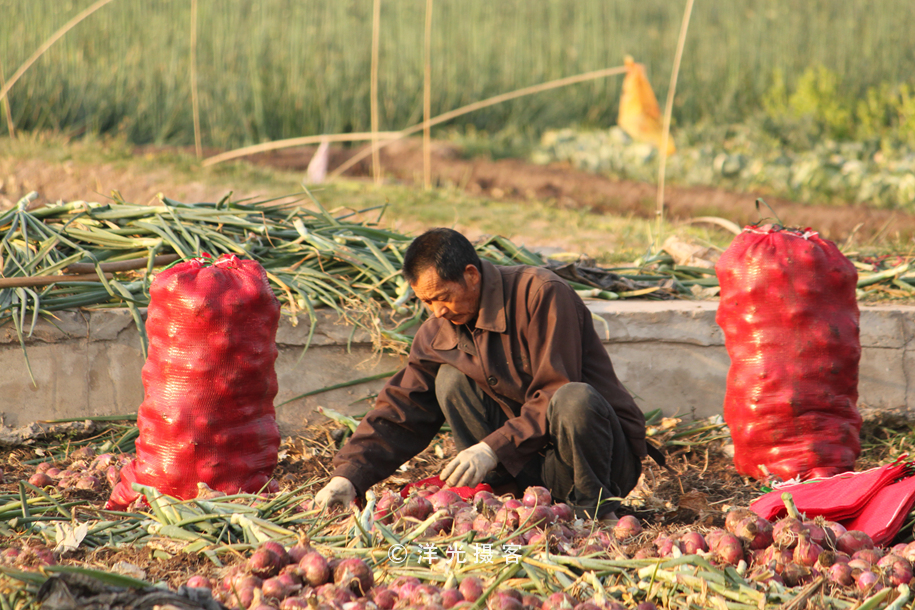 菜贱伤农的原因和对策,简要分析菜贱伤农和菜贵伤民现象