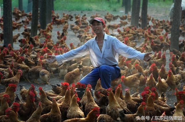 养鸡遇到球虫病怎么治疗,养鸡遇到鸡病怎么治