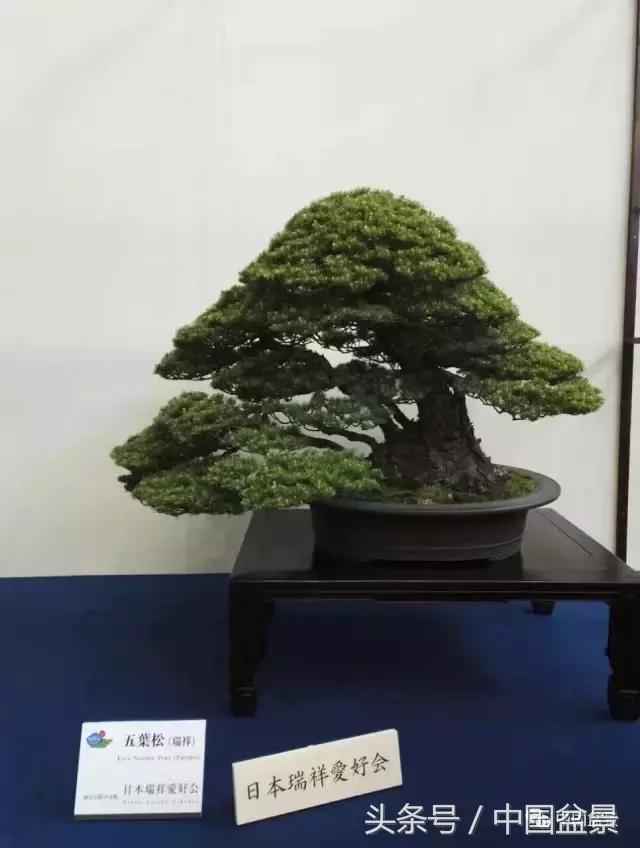 现在什么盆景最有前景,盆景创业未来前景如何