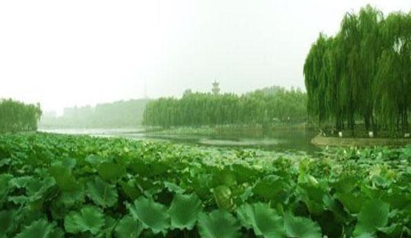 河南红枣小镇,河南内黄红枣之乡