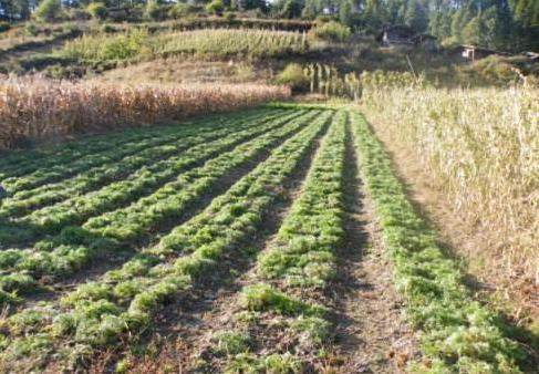 玛卡种植,玛卡适合哪里种植