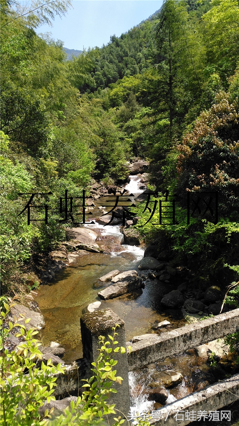 石蛙养殖视频十五分钟以上的,石蛙养殖直播