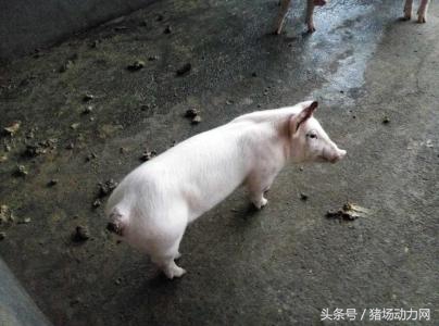 母猪分娩打缩宫针怎样打,母猪产后输什么液恢复快