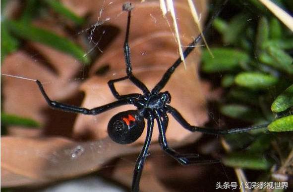 如果被毒蜘蛛咬伤了怎么处理,被毒蜘蛛咬伤应怎样处理