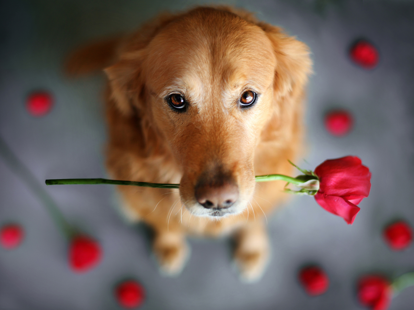 家有喵哥汪弟，体验好物帮你挑