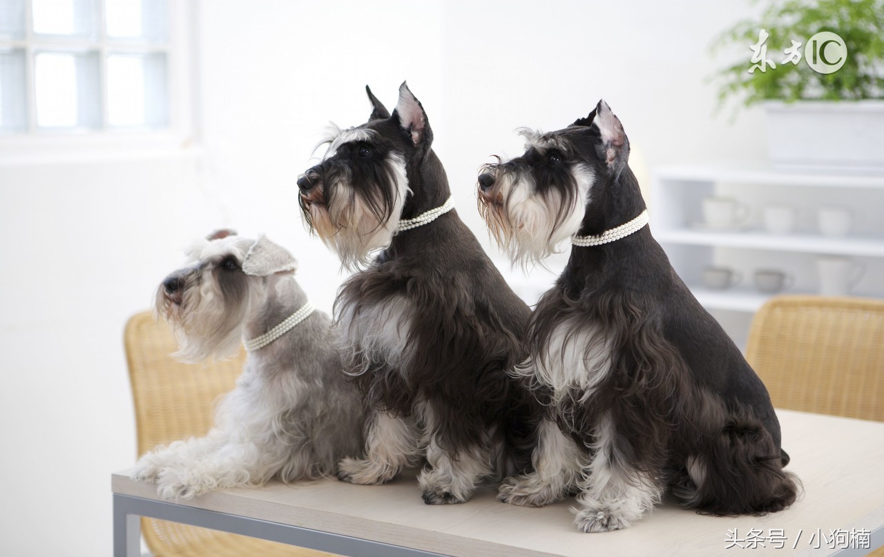 雪纳瑞幼犬吃什么狗粮最好,皇家的雪纳瑞幼犬专用狗粮