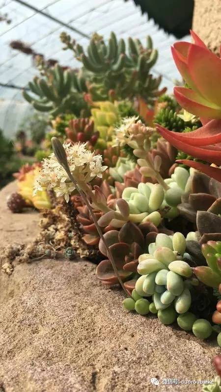 如何拒绝多肉伸手党,多肉伸手的正确方式