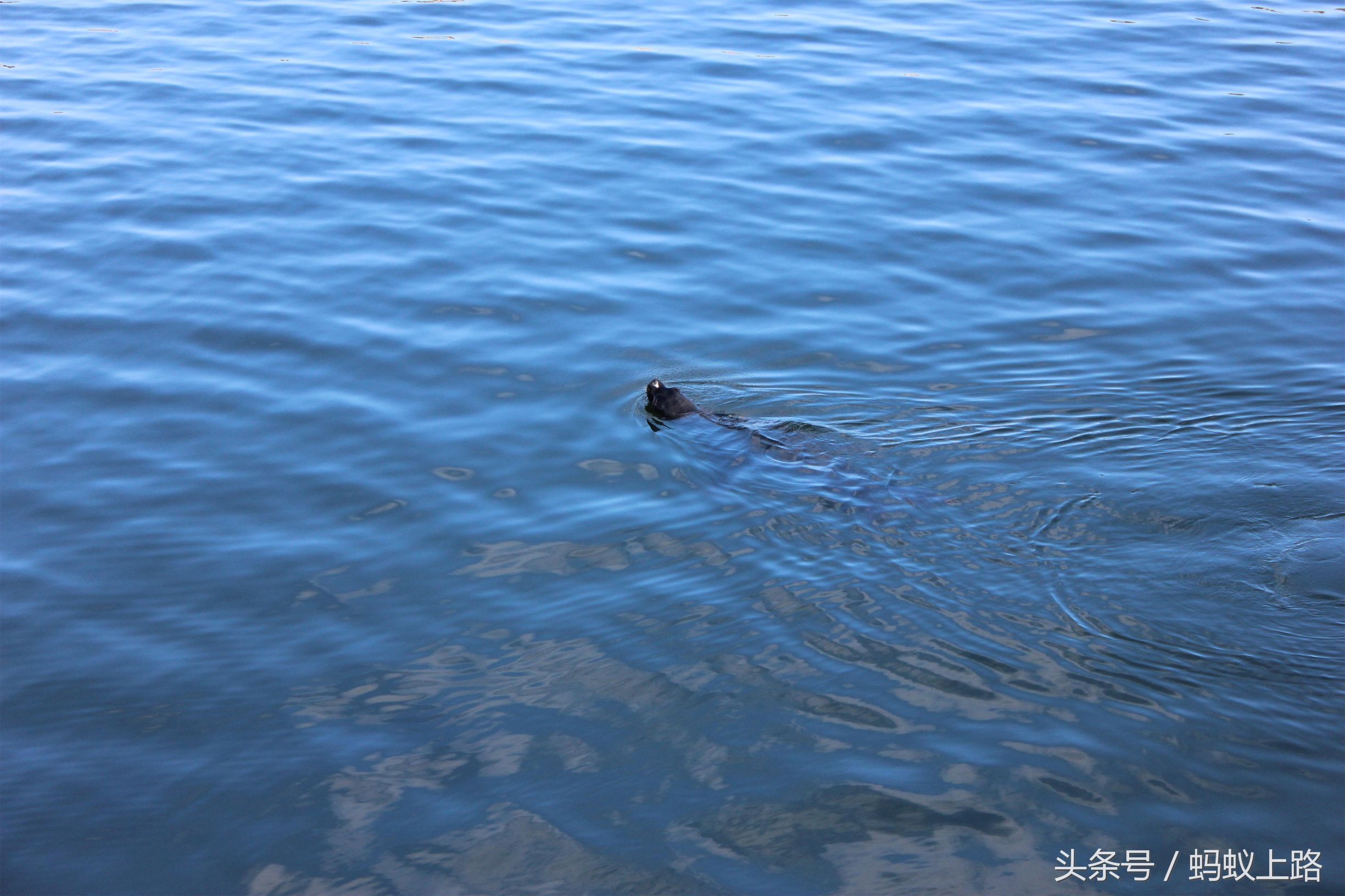 塔尔卡瓦诺智利军港图片,塔尔卡瓦诺城市