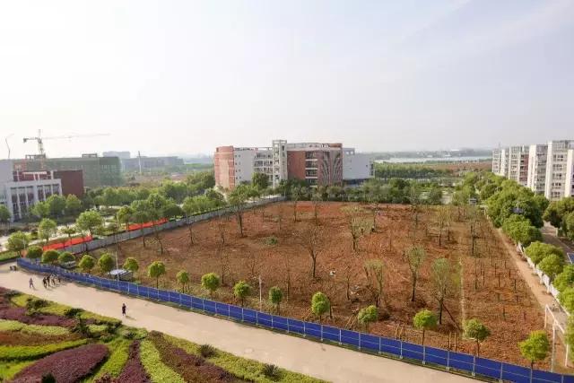 武大樱花园的介绍,武大樱园