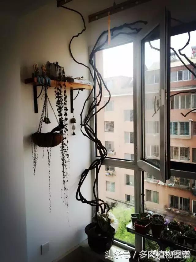 入坑半年的经历,入坑五个月总结