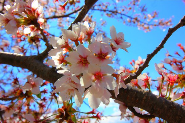 落英缤纷系列,落樱缤纷日本