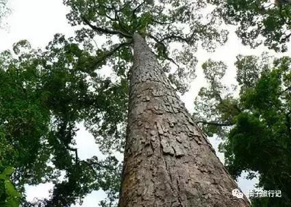 泼水节西双版纳旅游需要注意什么,西双版纳泼水节防晒攻略