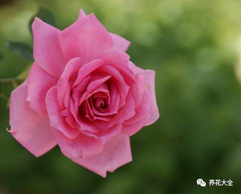 最美最高端的30款月季 (十种绝美的月季)