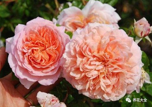 最美最高端的30款月季 (十种绝美的月季)